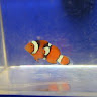 tiger_lilys